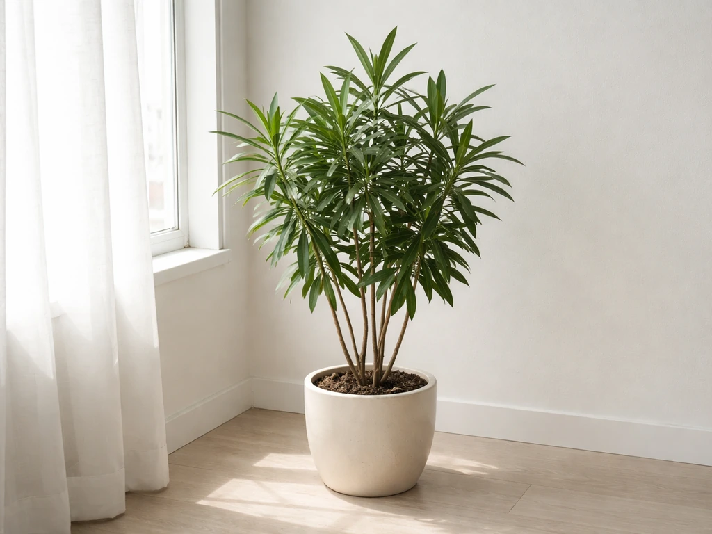 Potted oleander inside by a bright window, protected from cold weather during overwintering.
