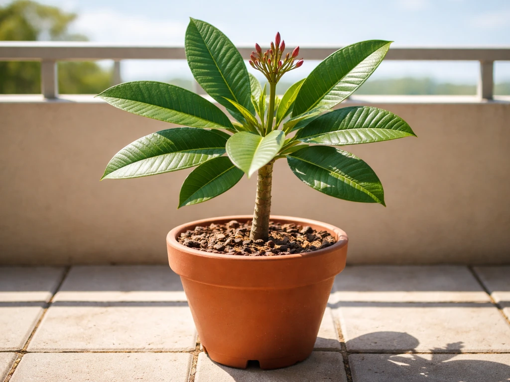 How to Grow Plumeria in Pots: Step-by-Step Care Guide
